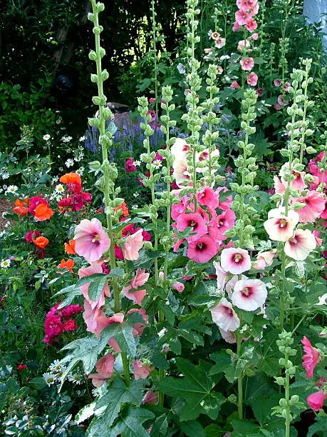 Hollyhock Garden with poppies and daisies