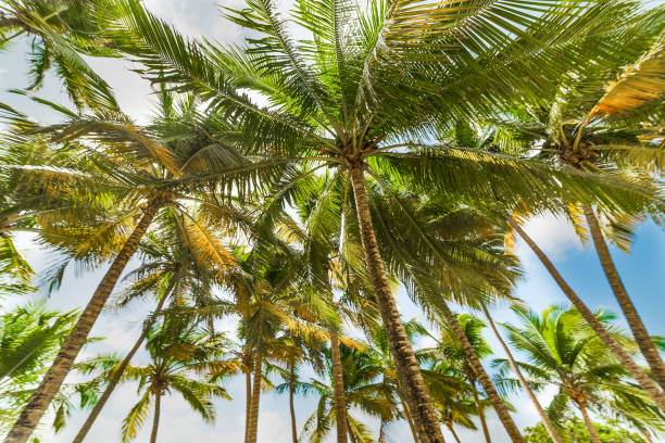 istock Tall palm trees under a clear sky in Guadeloupe 1158804649