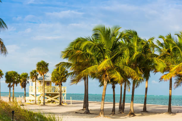 istock Palm trees and white sand in Key Biscayne at sunset 1158804810