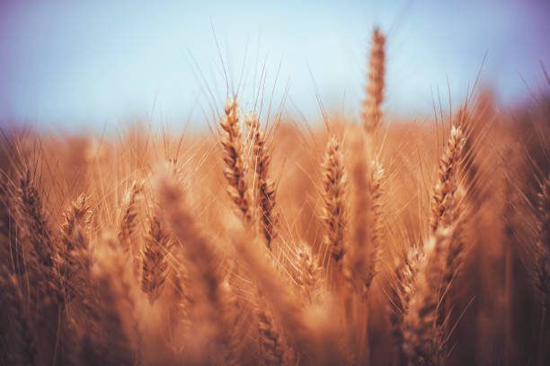 istock Golden wheat field and sunny day 1158804945