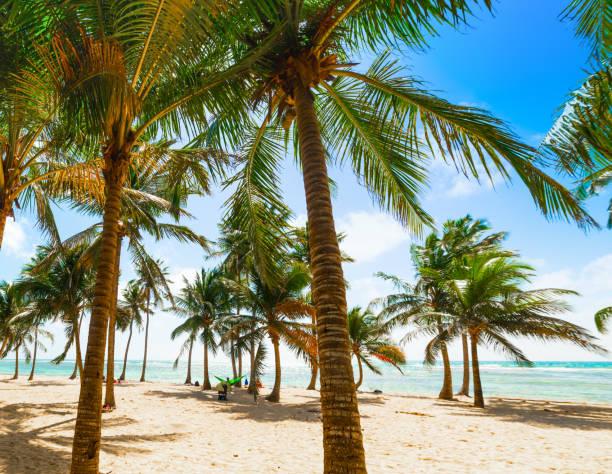 istock Several palm trees in Bois Jolan beach in Guadeloupe 1158805123