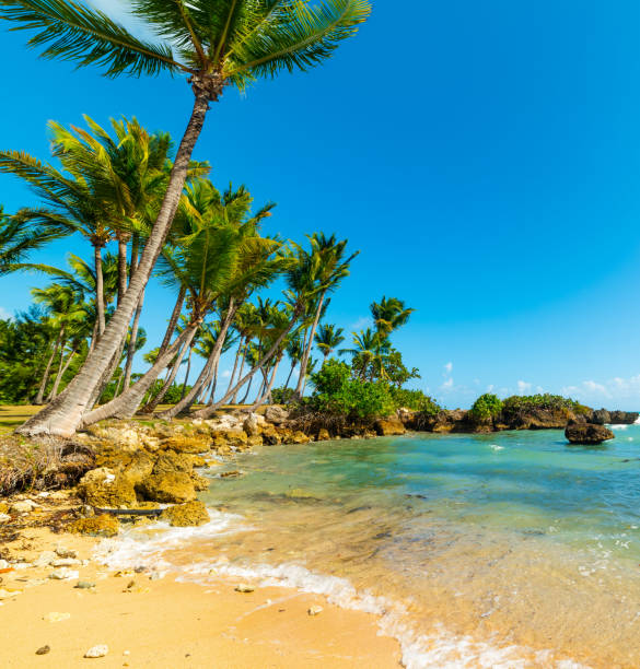 istock Sand and palm trees in bas du Fort shore 1158806233