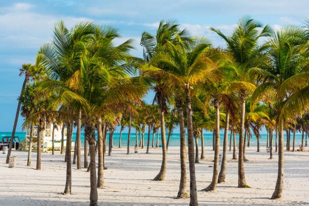 istock White sand and palm trees in Crandon park in Key Biscayne 1158806260
