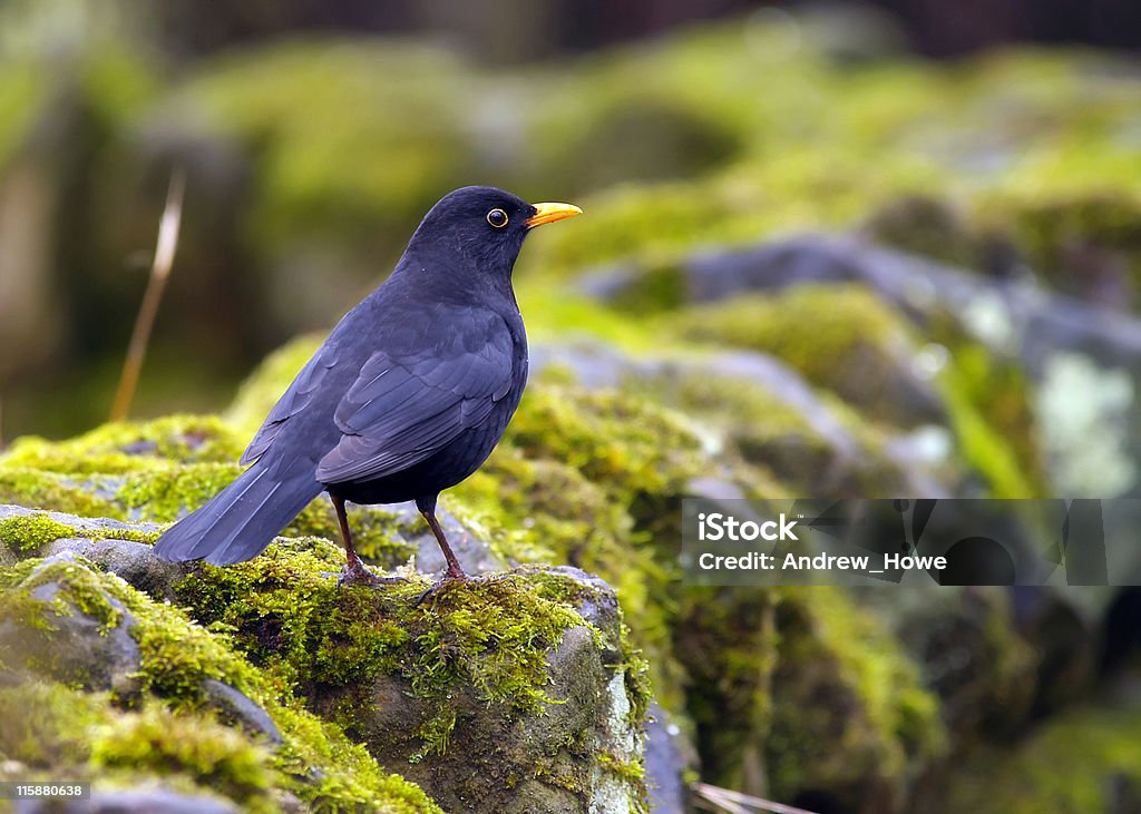 Blackbird (Turdus merula) - Lizenzfrei Amsel Stock-Foto