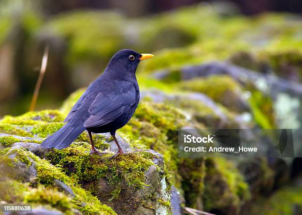 Blackbird Stockfoto und mehr Bilder von Amsel - Amsel, Bildschärfe, Einzelnes Tier