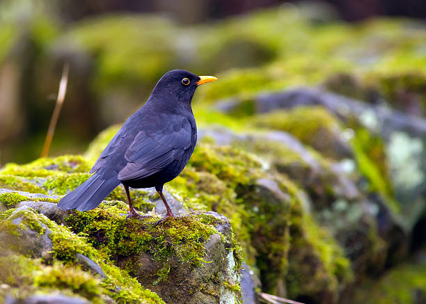 blackbird (turdus merula) - common blackbird photos et images de collection