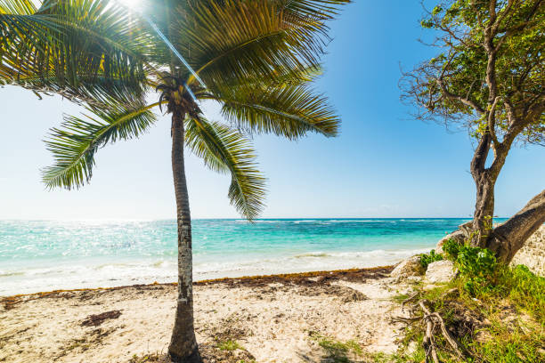 istock White sand and palm trees in Raisins Clairs 1158806499