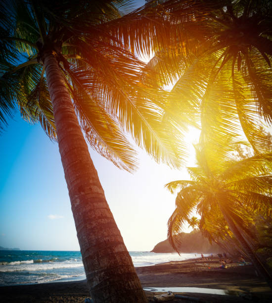 istock Palm trees in Grande Anse beach at sunset 1158807400