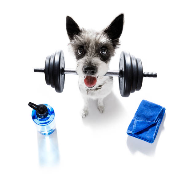 cão treinador pessoal - exercising sports training sport gym - fotografias e filmes do acervo
