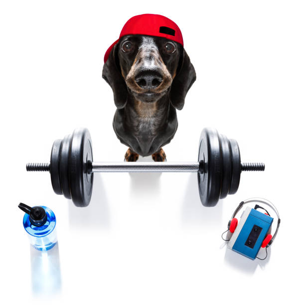 パーソナルトレーナー犬 - weight training audio ストックフォトと画像