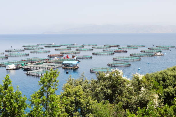 Fish farm with cages floating in the greek sea Fish farm with cages floating in the greek sea seaweed farming stock pictures, royalty-free photos & images