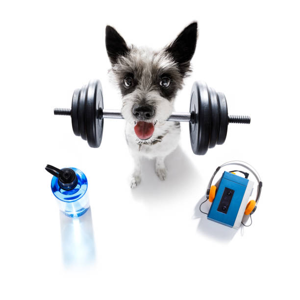 パーソナルトレーナー犬 - weight training audio ストックフォトと画像