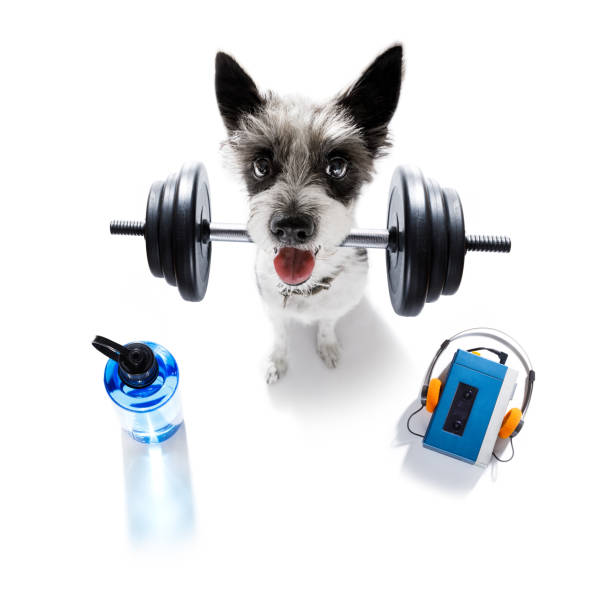 osobisty trener pies - weight training audio zdjęcia i obrazy z banku zdjęć