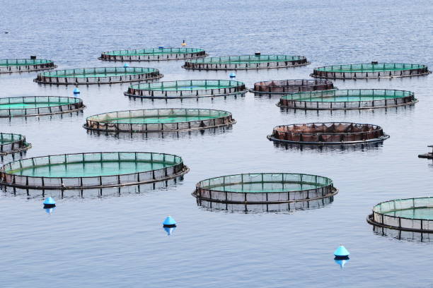 Fish farm with cages floating in the greek sea stock photo