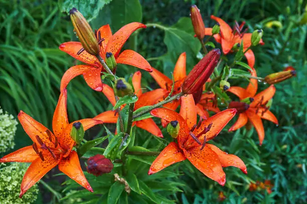 Closeup of an orange lily