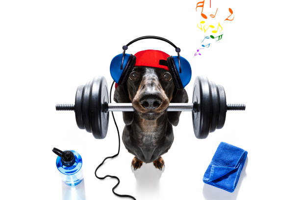 パーソナルトレーナー犬 - weight training audio ストックフォトと画像