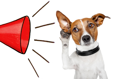 dog listening with big ear to a red big megaphone, isolated on white background