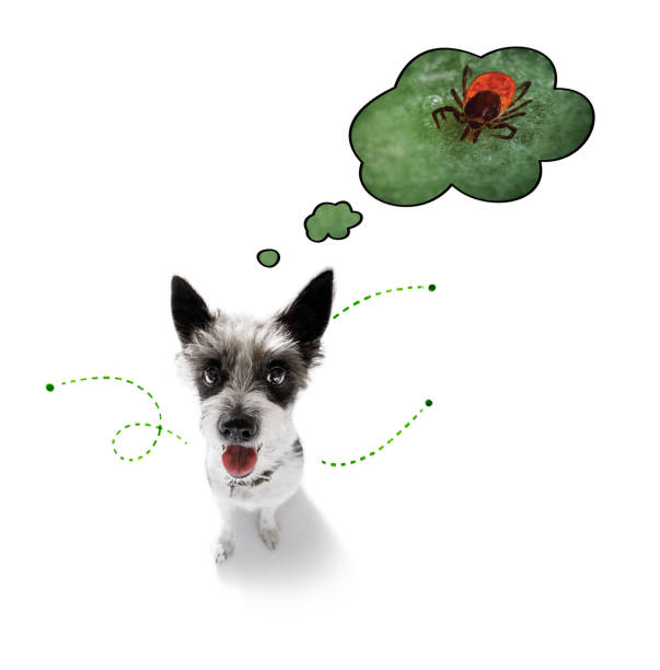 istock dog  with fleas, ticks or insects 1158810464