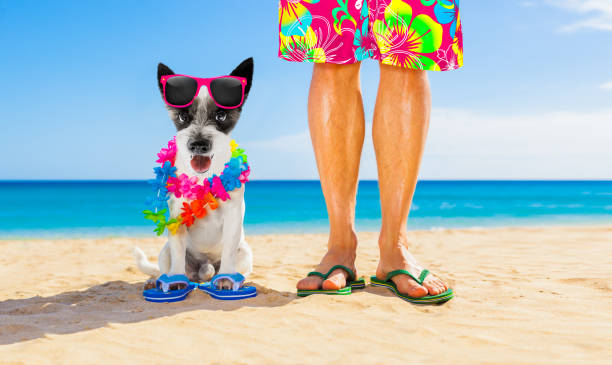 istock dog and owner  summer holidays 1158810482