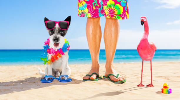 istock dog and owner  summer holidays 1158810527
