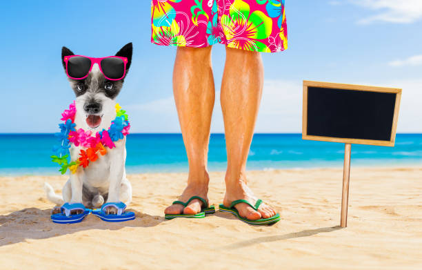 istock dog and owner  summer holidays 1158810555