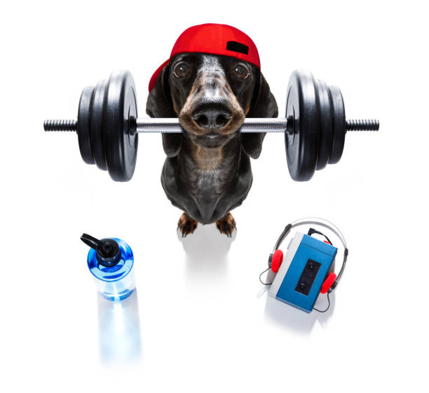 perro entrenador personal - weight training audio fotografías e imágenes de stock