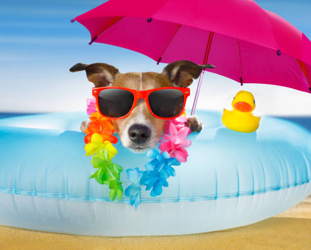 dog at the beach and ocean with air mattress - floating rib imagens e fotografias de stock