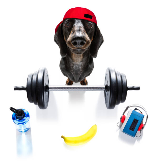 パーソナ�ルトレーナー犬 - weight training audio ストックフォトと画像