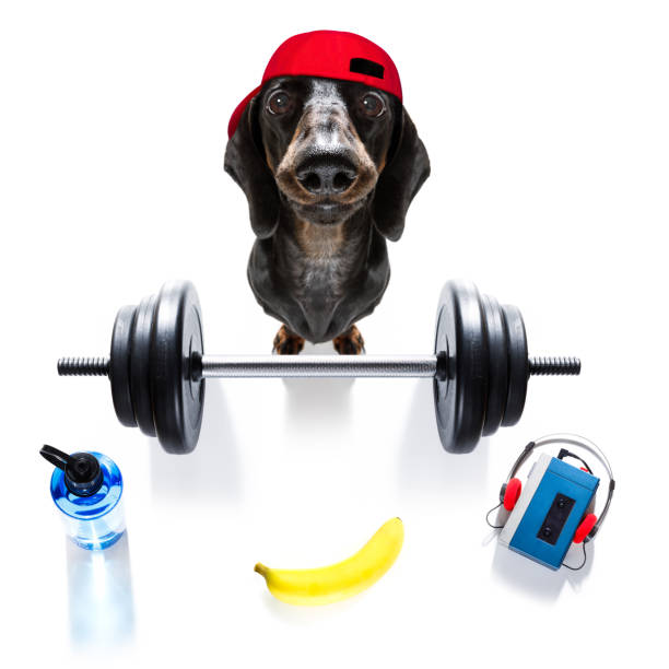 personal trainer dog - weightlifting weight training weights gym imagens e fotografias de stock