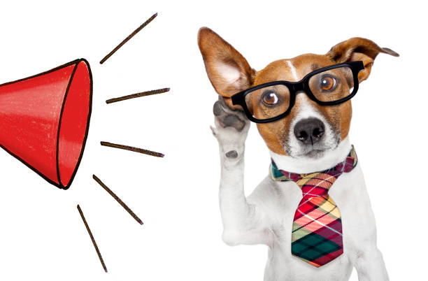 A dog labrador in a red bow tie near a blank poster holds phone with text contact us. White background. Isolated.