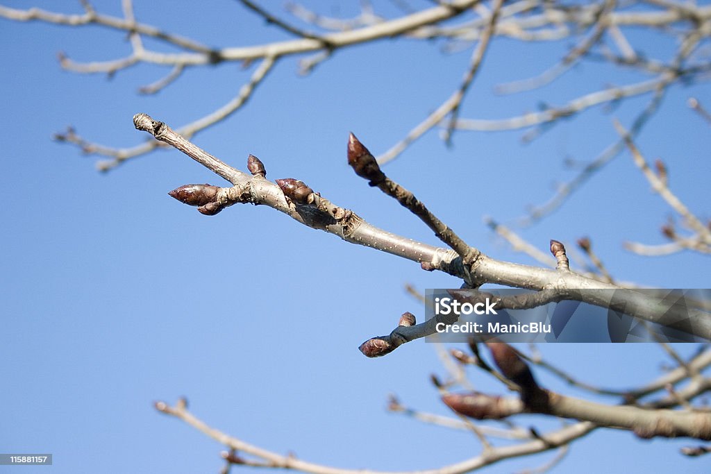 Развивающегося дерево конечности - Стоковые фото Без людей роялти-фри