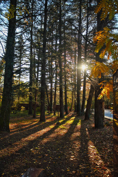istock autumn beautiful panoramic rural landscape 1158811622