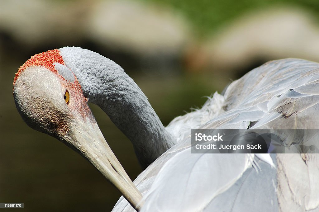 L'alerte - Photo de Aile d'animal libre de droits