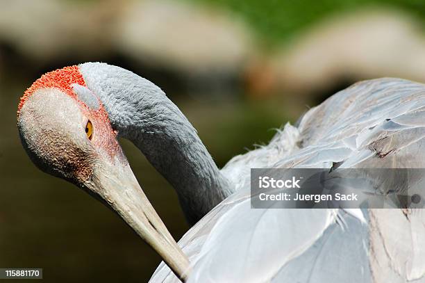 Photo libre de droit de Lalerte banque d'images et plus d'images libres de droit de Aile d'animal - Aile d'animal, Australie, Bec