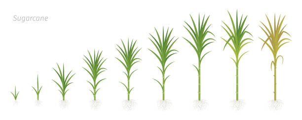 erntestufen von zuckerrohr. anbau von zuckerrohrpflanze für die zuckerproduktion. vektor-illustration-animationsfortschritt. - sugar leaf stock-grafiken, -clipart, -cartoons und -symbole