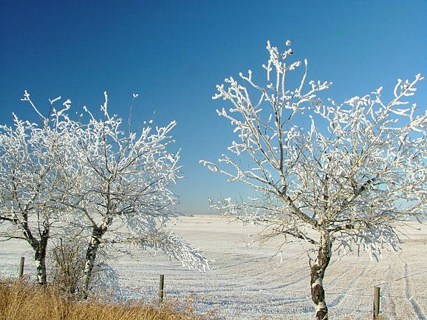 fortemente árvores congeladas prairie - prairie farm winter snow - fotografias e filmes do acervo