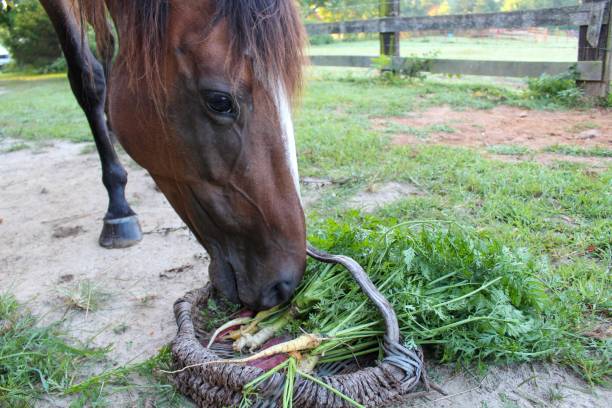 caballo entrometido tratando de conseguir zanahorias orgánicas frescas recogidas de la cesta - 4865 fotografías e imágenes de stock