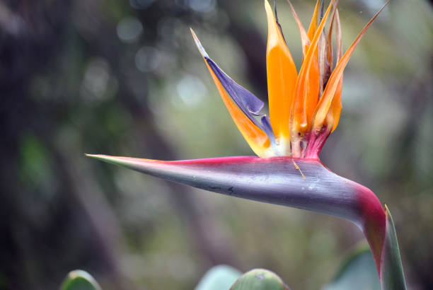 istock Bird of paradise flower 1158813142