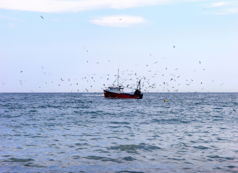 Seaguls surrounding fishing trawler