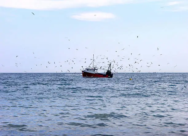 Photo of A flock of birds around a fishing trawler