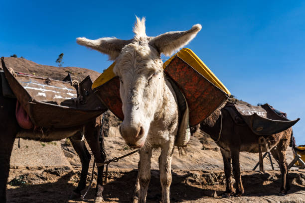 에티오피아, 악수, 사바 여왕의 목욕탕 의 유적에서 당나귀 - animal africa ethiopia mule 뉴스 사진 이미지