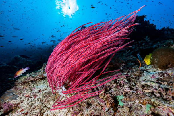 whip coral ellisella ceratophyta, interesting ocean floor, misool, indonesia orientale - beauty in nature coral angelfish fish foto e immagini stock