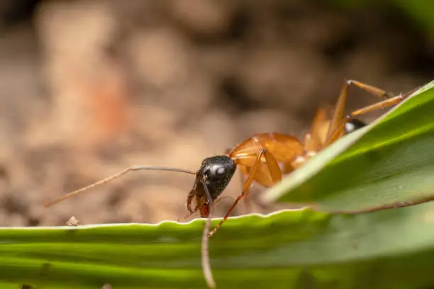 Orange and black sugar ant/Black headed sugar ant  peaking from a green leaf side angle shot