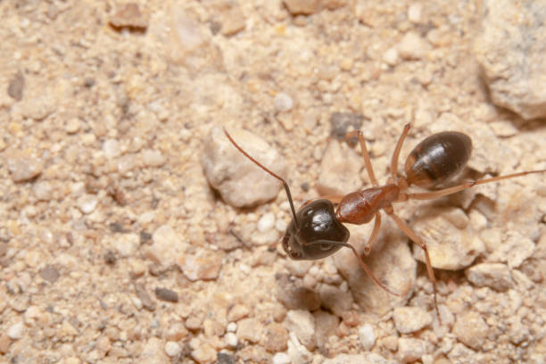 istock Orange and black sugar ant/Black headed sugar ant  top down full body view 1158815091
