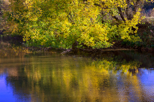 fall season scenery with nature reflection in the water
