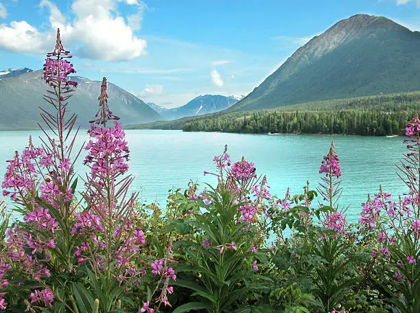 Fireweed and the Kenai river in Alaska