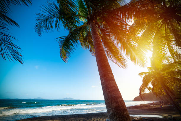 istock Grande Anse beach at sunset in Guadeloupe 1158815478