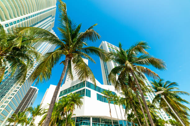 istock Palm trees and skyscrapers in downtown Miami 1158815521