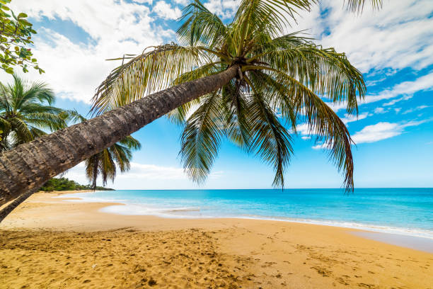 istock Palm tree leaning over the beach in La Perle beach 1158816145