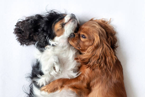 traina adorabili cani che dormono insieme - cavalier foto e immagini stock